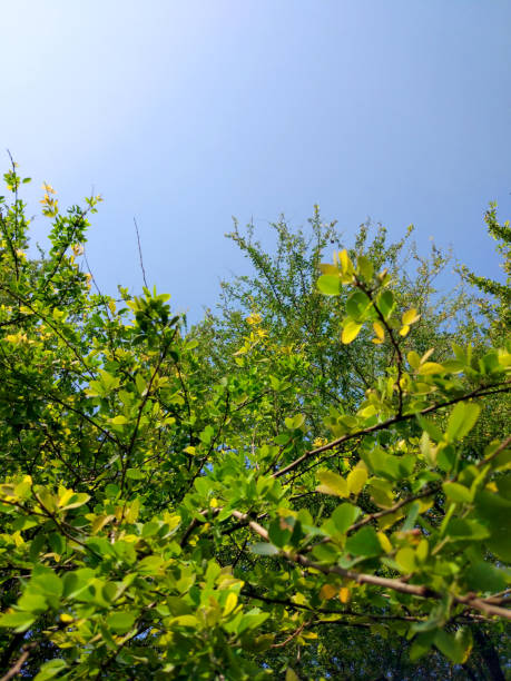 A Bunch of Leaves