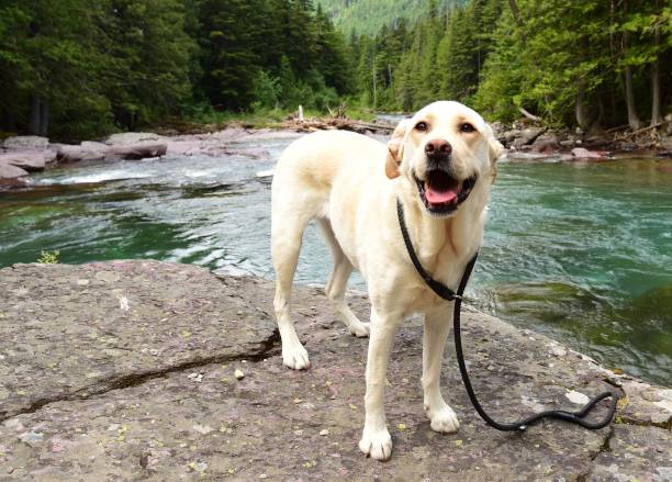 A dog along a stream in Glacier National Park, Montana