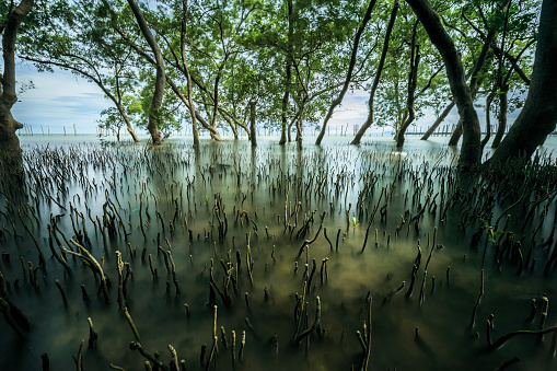 mangrove forest tropical landscape scene in thailand, long exposure shot