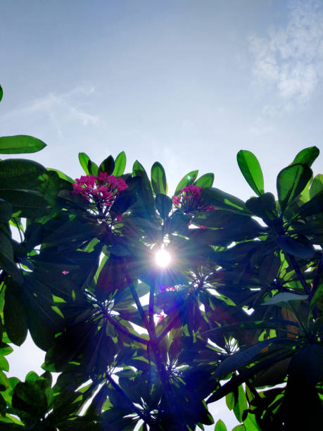 Sunshine through Plumeria Flower