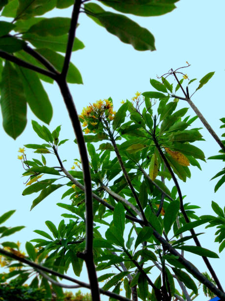 A Yellow Plumeria Flower