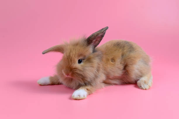 istock fluffy brown bunny sit on clean pink background, little rabbit 821720346