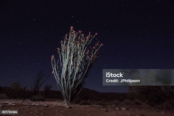 Joshua Tree National Park Ocotillo Stock Photo - Download Image Now - Blossom, California, Desert Area