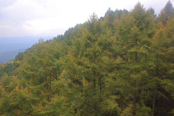 istock kyoto fall season 821727022