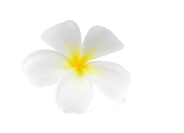 istock Frangipani plumeria Spa Flower isolated on white background 821727236