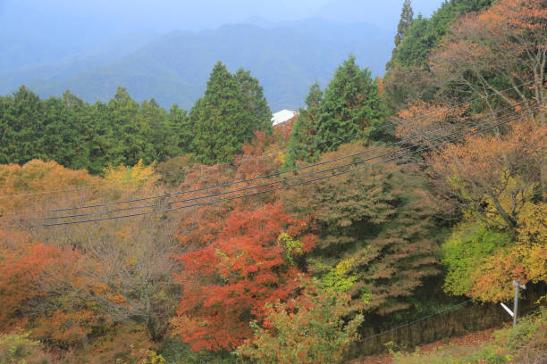 istock kyoto fall season 821727356