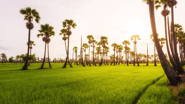 istock Morning light in the rice field 821727758