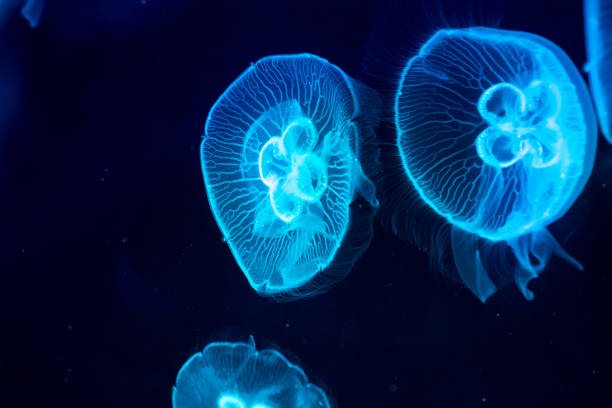 istock Moon jelly fish in aquarium 821727838