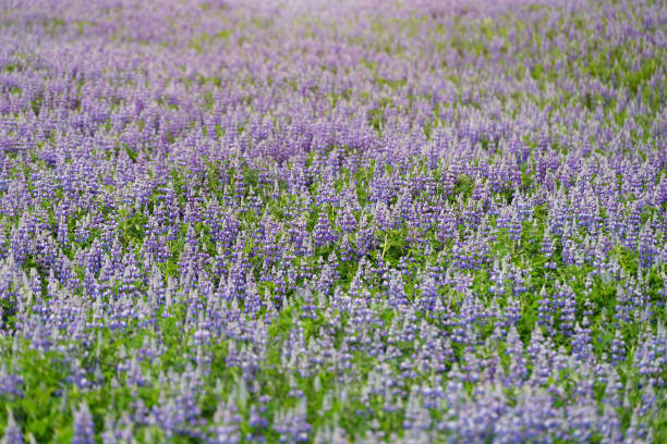 istock Field covered with colourful lupine flowers. 821730834