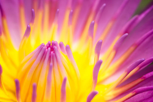 istock pink lotus flower 821730986