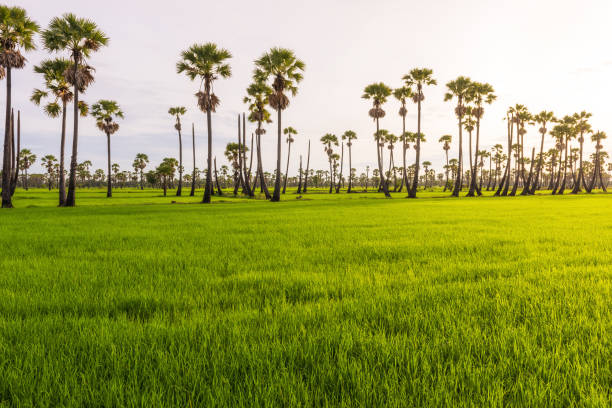 istock Morning light in the rice field 821733820