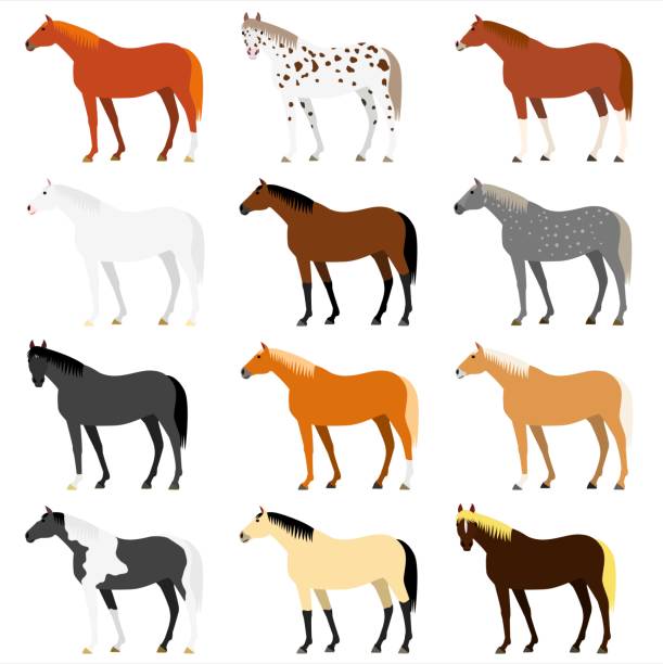bildbanksillustrationer, clip art samt tecknat material och ikoner med olika häst färger - horse skäck