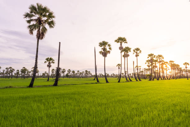 istock Morning light in the rice field 821737340