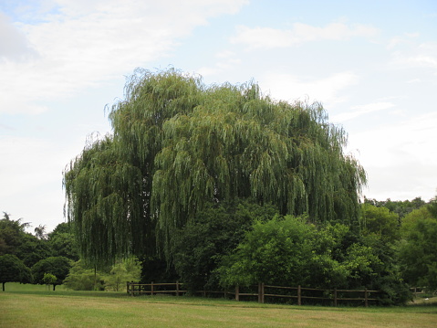 Solitaire weeping willow tree on a lawn in a public park on a sunny day in the suburb Highgate outside London, the British capital