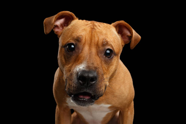 istock Portrait of Half-breed Red Dog 821741682