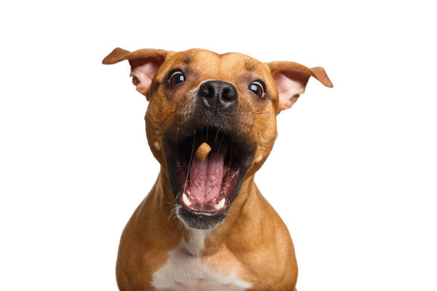 dolcetti red dog catch di mezza razza - la bocca apre foto e immagini stock
