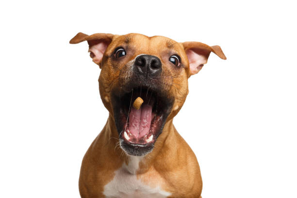 istock Half-breed Red Dog Catch treats 821741712