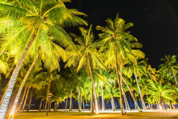 istock Palm trees at tropical beach in night 821742652