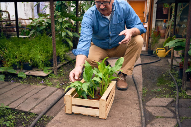 istock Aged Gardener Working in Greenhouse 821742904