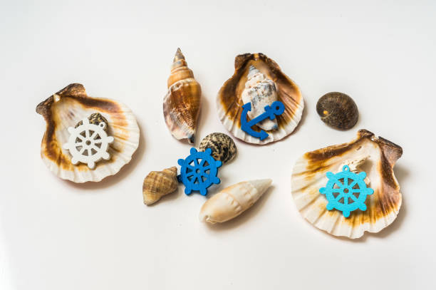 Decorated sea shells with marine wheel and anchor isolated on white