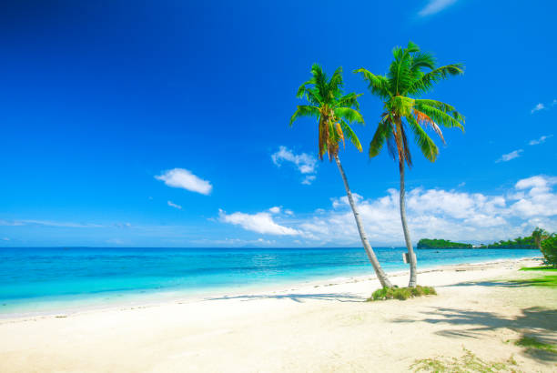 istock tropical beach with coconut palm 821745360