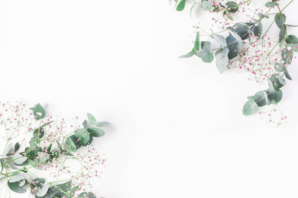 gypsophile rose fleurs et branches d’eucalyptus. vue plate lapointe, top - gypsophila photos et images de collection