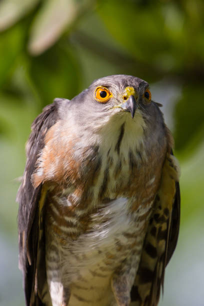istock Besra or Little Sparrow Hawks 821751622