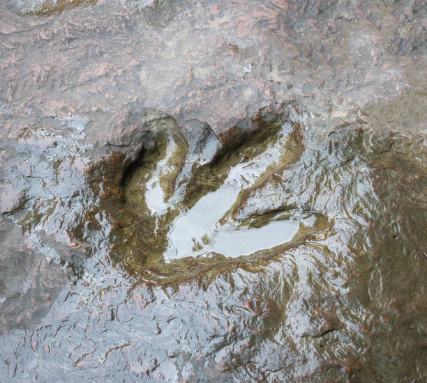 istock Real dinosaur footprint , Thailand. 821751866