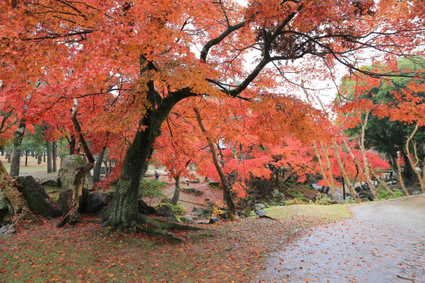istock Autumn Laves at Nara Park in Nara 821752784