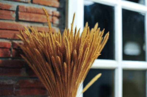 annata interna di mobili in legno nel caffè - coral fungus foto e immagini stock