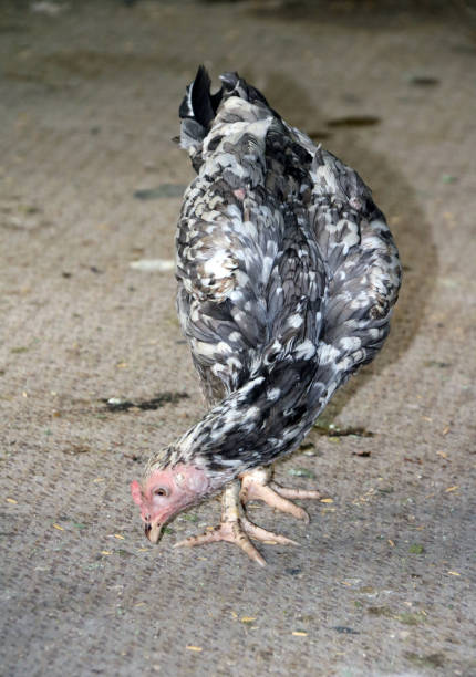 istock White and gray hen Looking for food. 821756072