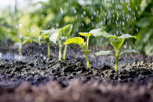 Cucumber sprouts in the field and farmer  is watering it;   seedlings in the farmer's garden , agriculture, plant and life concept (soft focus, narrow depth of field)