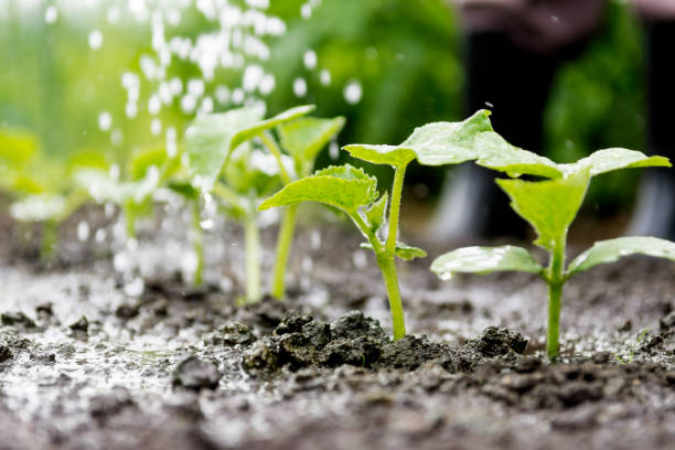 istock Cucumber sprouts in the field and farmer  is watering it 821759526
