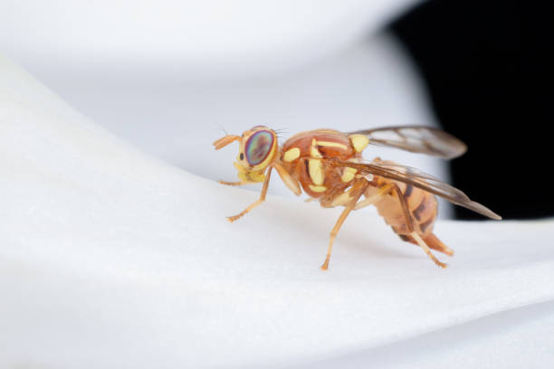 istock Close up Bactrocera Zonata or Peach fruit fly on white orchid 821760282
