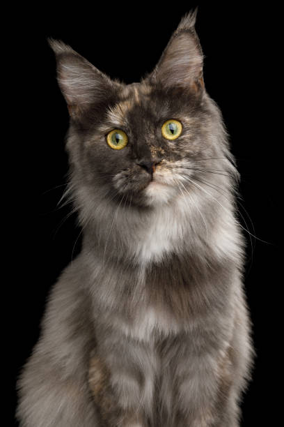 istock Maine Coon Cat on Black Background 821763714
