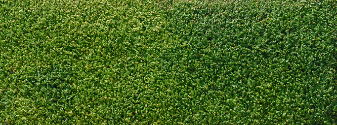 Background of green fence or wall made of climber plants.
