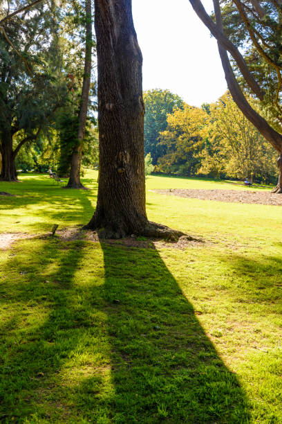 Trees and shadows on garden background, a warm and sunny day.