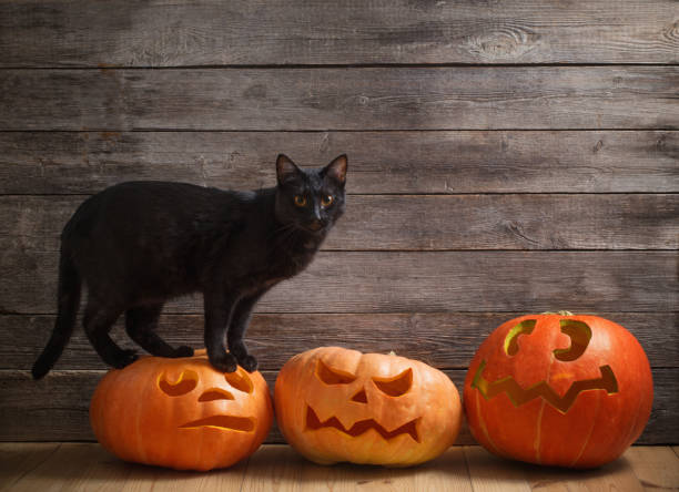 istock black cat with orange halloween pumpkin on wooden background 821768080