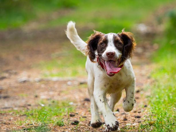 Springer Spaniel puppy Happy Springer Spaniel Puppy walking spaniel stock pictures, royalty-free photos & images