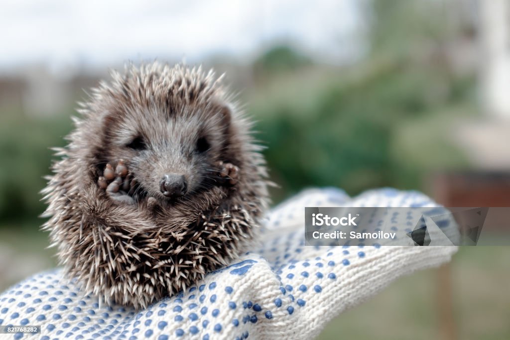 Little hedgehog in hands Little hedgehog in the summer Hedgehog Stock Photo