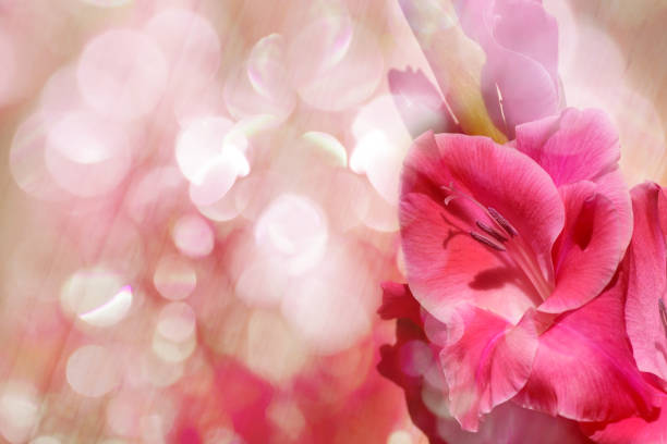 Pink flower with pink bokeh background stock photo