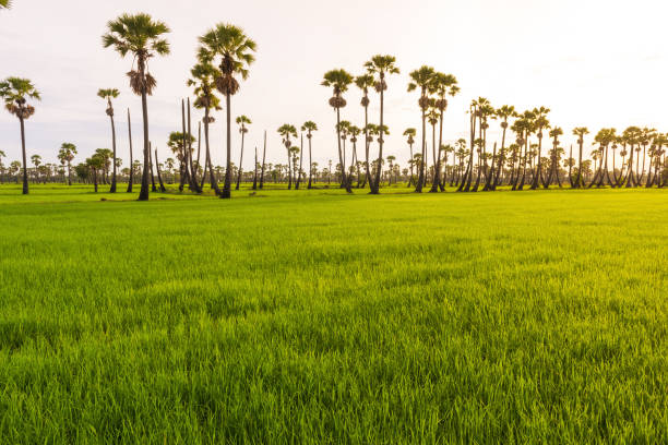 istock Morning light in the rice field 821771498