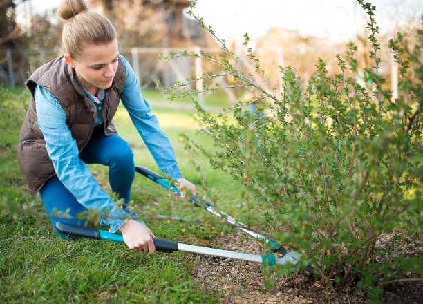 kobieta ogrodnik pracy z ścinanie żywopłotu w stoczni, profesjonalny pracownik ogrodniczy przycinanie oddziałów, usługi ogrodnicze i koncepcji biznesowej - planting tree human hand women zdjęcia i obrazy z banku zdjęć