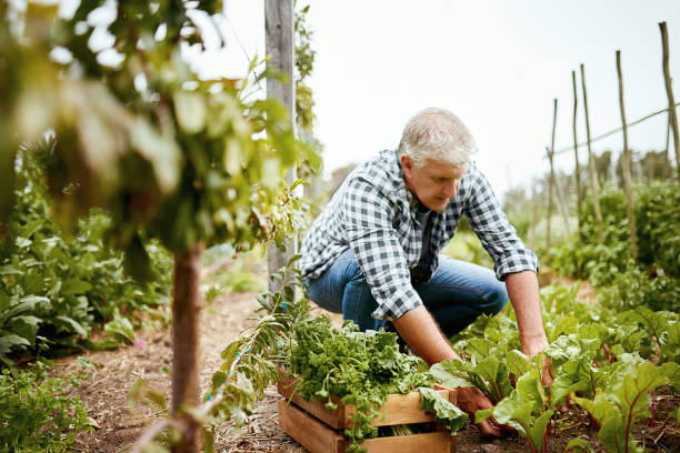 istock He’s very strict in keeping his produce organic 821771872