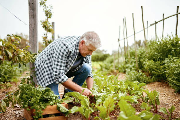 istock Fresh food is the best food! 821771938