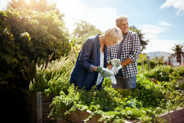 istock Enjoying some edible gardening 821771950