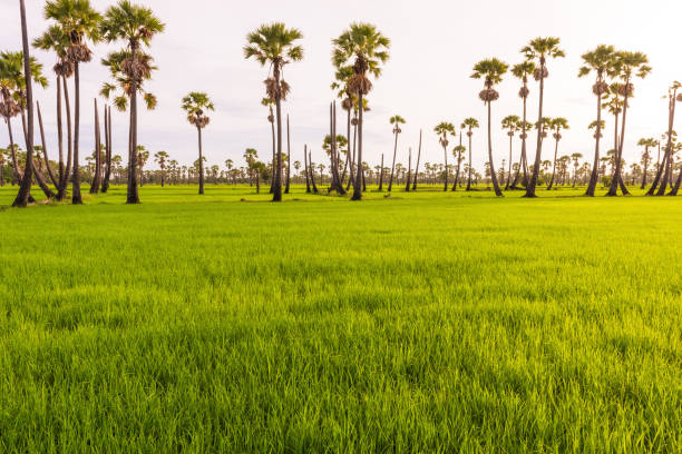 istock Morning light in the rice field 821772020