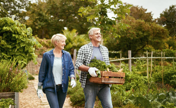 Enjoying an active lifestyle where gardening plays a big role Shot of a senior couple walking through their garden with a crate of freshly picked vegetables the farmer and his wife pictures stock pictures, royalty-free photos & images