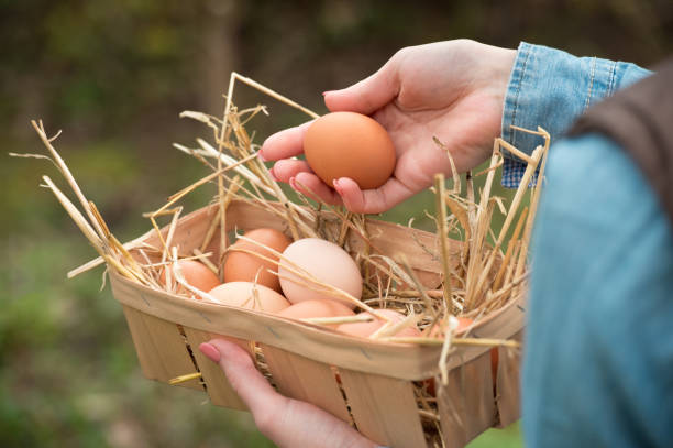 istock A farmer hand holding a fresh hen egg and other eggs in a basket 821772252