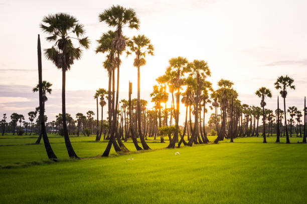 istock Morning light in the rice field 821772442